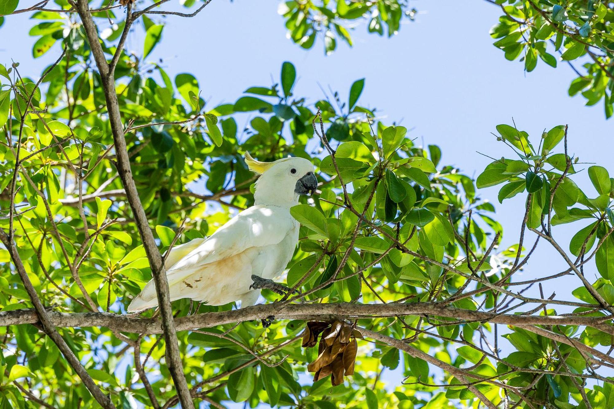 Kipara Tropical Rainforest Retreat Эйрли-Бич Экстерьер фото