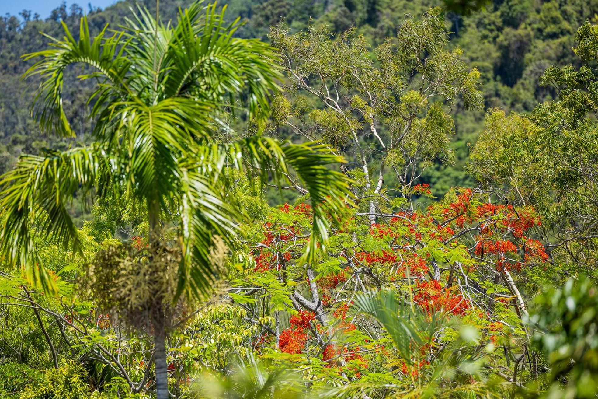 Kipara Tropical Rainforest Retreat Эйрли-Бич Экстерьер фото